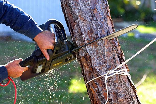 How Our Tree Care Process Works  in  Cocoa West, FL